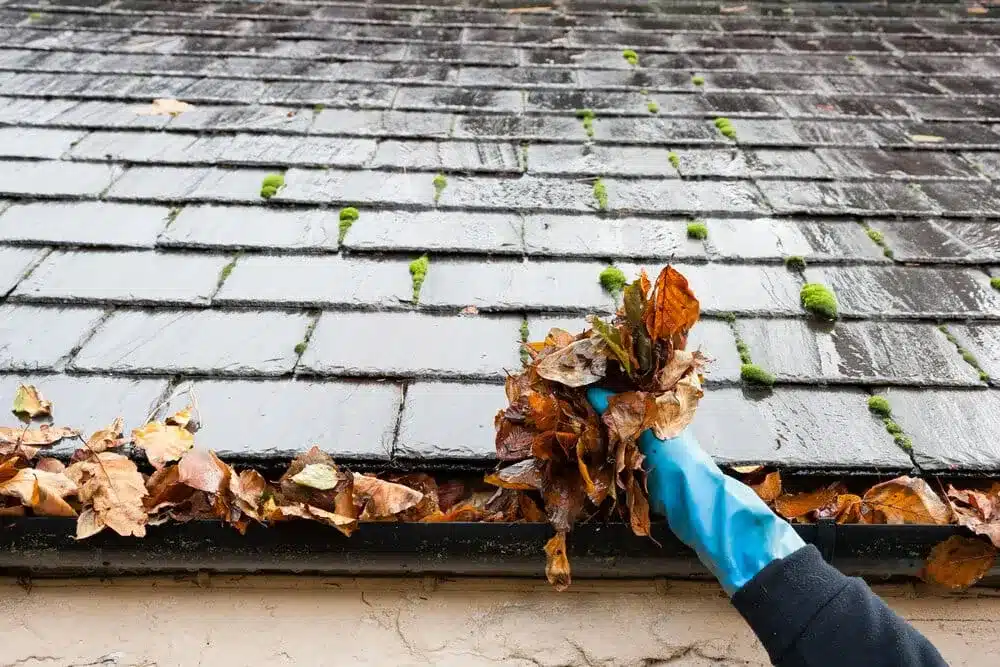 Hand cleaning wet leaves from a rain gutter on a mossy slate roof